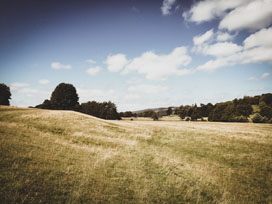 Green Grass Field